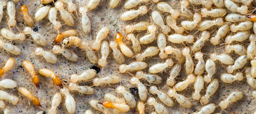 Comment éliminer les termites ?