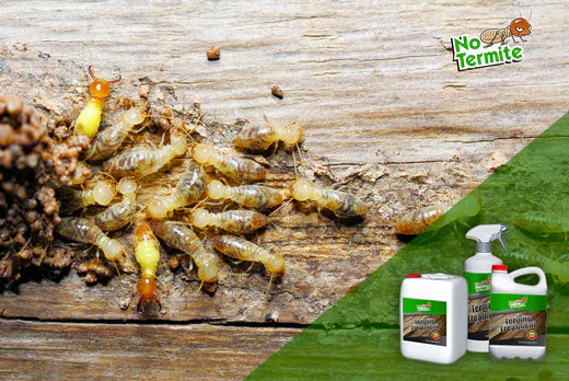 Comment choisir le meilleur produit anti-termites pour une protection optimale