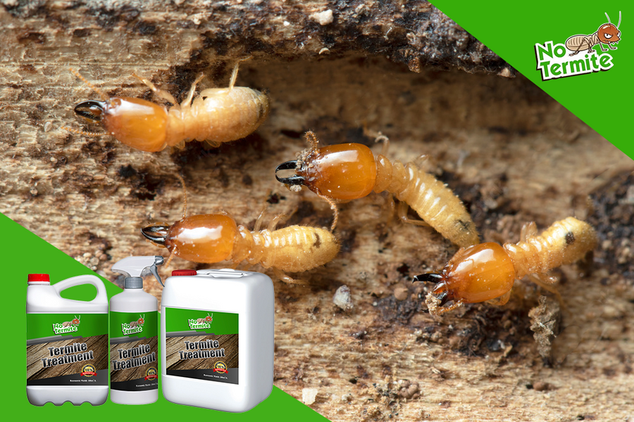 Secrets pour éradiquer rapidement les termites